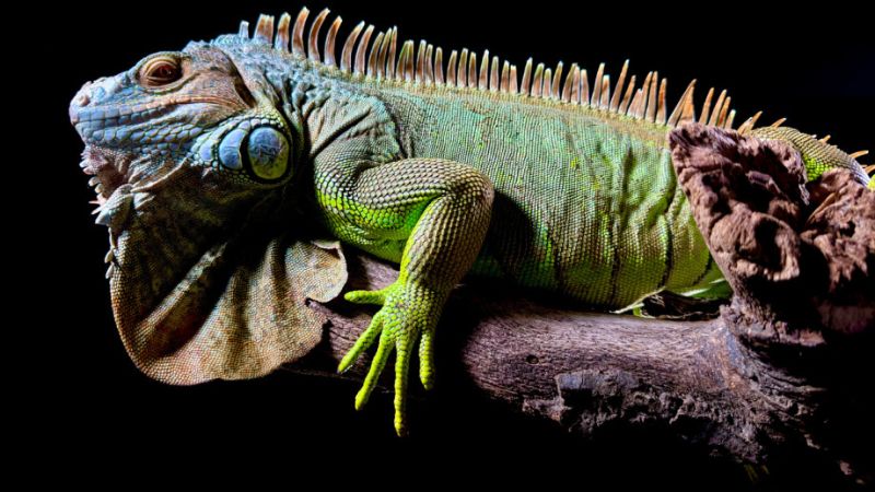 Đánh giá iPhone 15 Pro Max 512GB cũ hiện nay